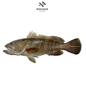 Grouper 111 Whole Fish - سمك وقار 111 منظف