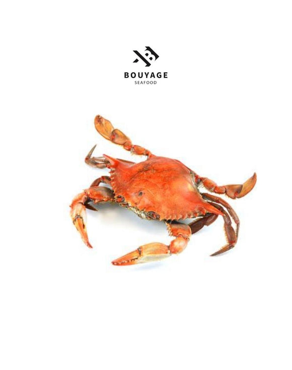Female Crabs - كابوريا اناتي