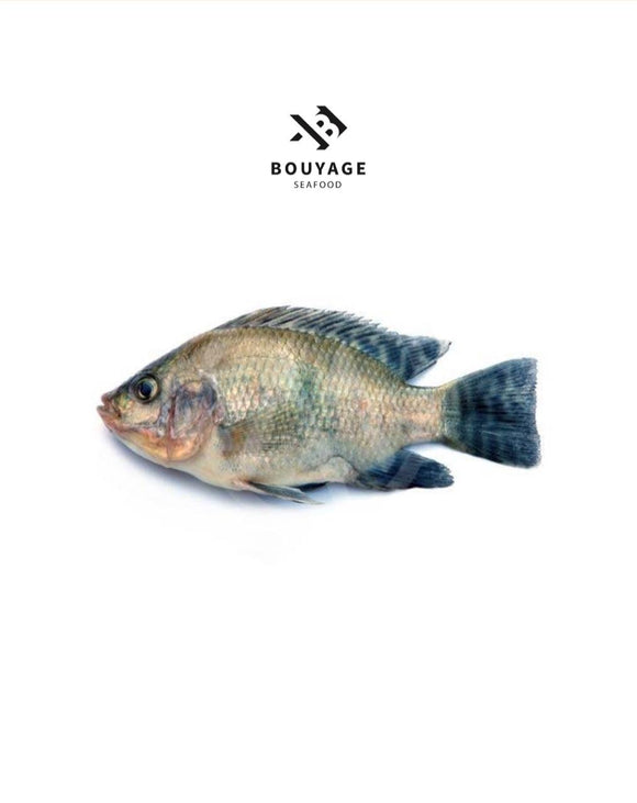 Tilapia Fish - سمك بلطي منظف