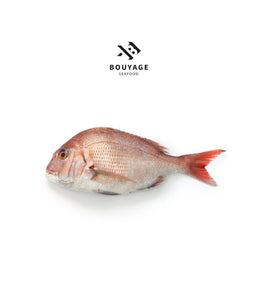 Red Porgy Fish - سمك مرجان