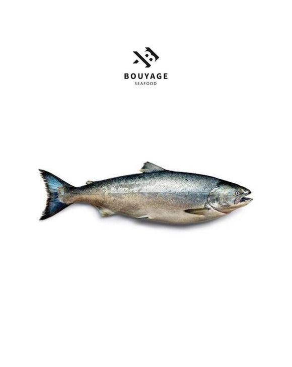 Salmon Whole Fish - سمك سالمون كامل