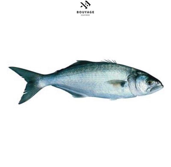 Bluefish - سمك مياس