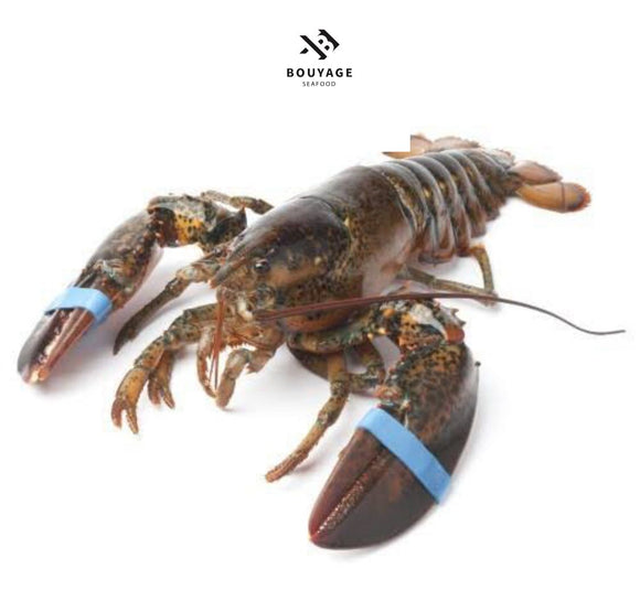 Canadian Lobsters - استاكوزا كندي