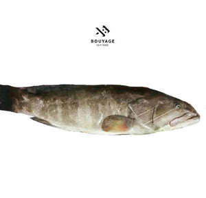 Grouper 111 Whole Fish - سمك وقار 111 منظف