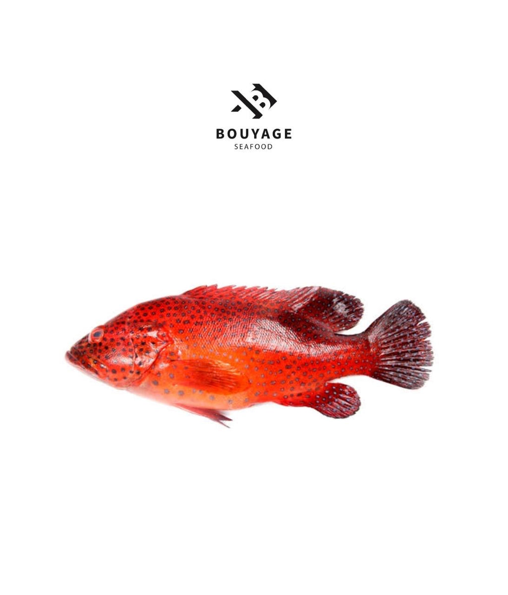 Coral Trout Fish - سمك ناجل منظف – Bouyage