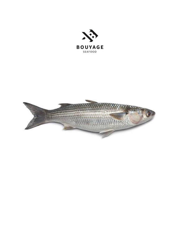 Mullet Fish - سمك بوري منظف
