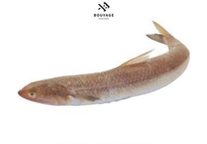 Lizard Fish - سمك مكرونة سويسي
